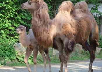Bild: www.zoo-goerlitz-de