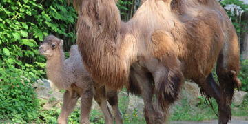 Bild: www.zoo-goerlitz-de
