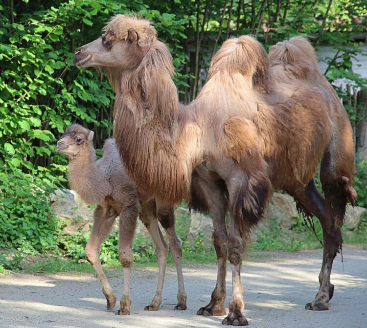 Bild: www.zoo-goerlitz-de