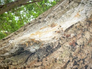 Eichenprozessionsspinner in Lübben: Stadt warnt vor Gefahren
