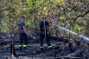 Feldbrand bei Drochow greift auf den Wald über
