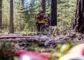 Verbrannter Waldboden bei Alt-Schadow