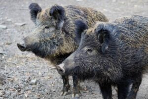 Schweinepest: OSL richtet neue Pufferzone nach Fällen in Sachsen ein