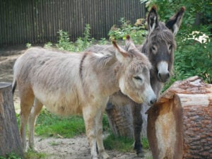 Tierischer Zuwachs: Zwergesel ziehen in Hoyerswerda ein
