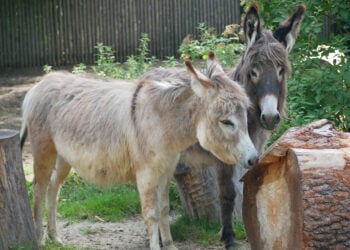 Zoo Hoyerswerda