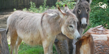 Zoo Hoyerswerda 
