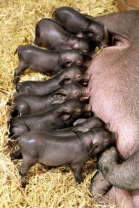 Tierpark Görlitz freut sich über 16 muntere Ferkel