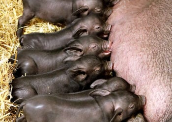 www.zoo-goerlitz.de , Drozd