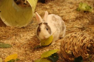 Lausitzer Tiere: Kaninchendame Milka sucht ein neues Hoppelglück