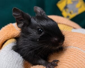 Lausitzer Tiere: Cottbuser Degu-Bande sucht ihr neues Kletterparadies