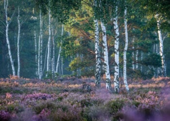 Heideblüte, Foto: Alexander Erdbeer