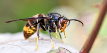 Asiatische Hornisse (Vespa velutina) – Symbolbild