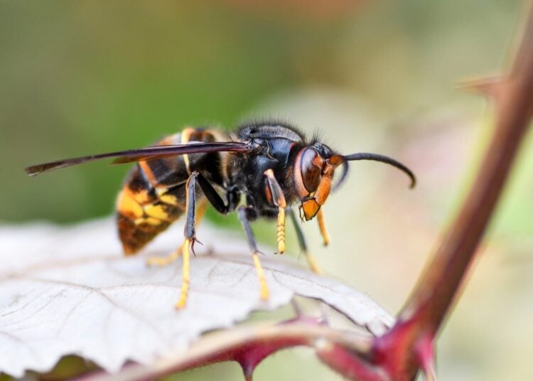 Asiatische Hornisse (Vespa velutina) – Symbolbild