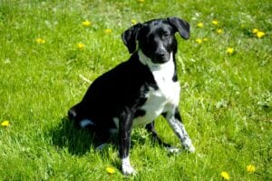 Cottbus: Hundewiese am Käthe-Kollwitz-Ufer zieht an neuen Standort