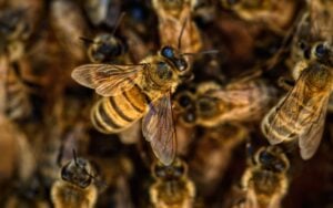 Bienenkrankheit in Dahme-Spreewald nachgewiesen. Sperrkreis um Gallun