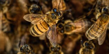 Symbolbild: Bees