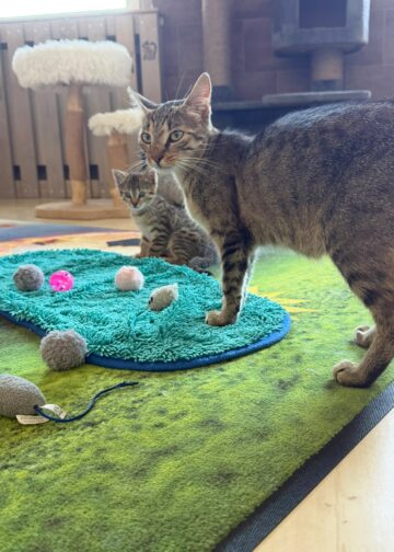 Tierhilfe Südbrandenburg