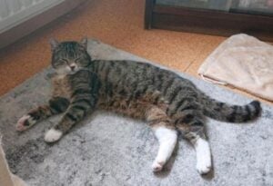 Lausitzer Tiere: Kuschel-Kater Kalle sucht Menschen mit großem Herzen