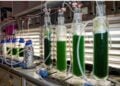 Glaszylinder mit gruenen Spirulina-Kulturen im Labor der BTU Cottbus-Senftenberg