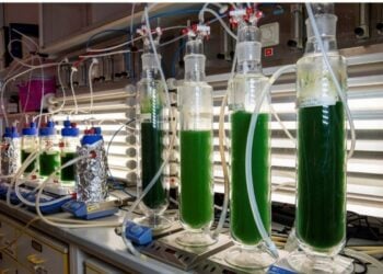 Glaszylinder mit gruenen Spirulina-Kulturen im Labor der BTU Cottbus-Senftenberg