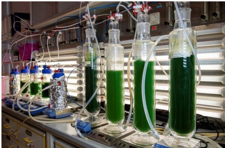Glaszylinder mit gruenen Spirulina-Kulturen im Labor der BTU Cottbus-Senftenberg