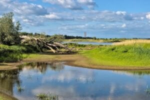 Goldalge in Oder-Zufluss: vier Tonnen tote Fische