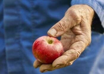 Ein Obstbauer hält einen reifen roten Apfel in der Hand