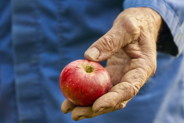 Ein Obstbauer hält einen reifen roten Apfel in der Hand
