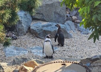 Drei Humboldt-Pinguine stehen auf dem Kies ihrer Freianlage