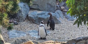 Drei Humboldt-Pinguine stehen auf dem Kies ihrer Freianlage