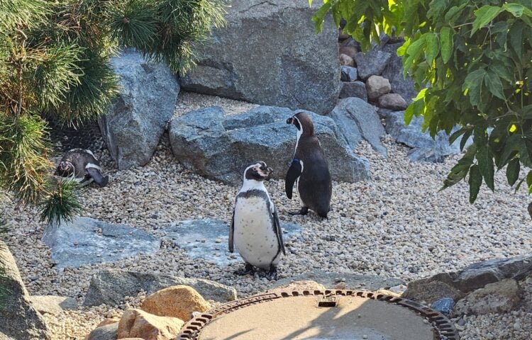 Drei Humboldt-Pinguine stehen auf dem Kies ihrer Freianlage