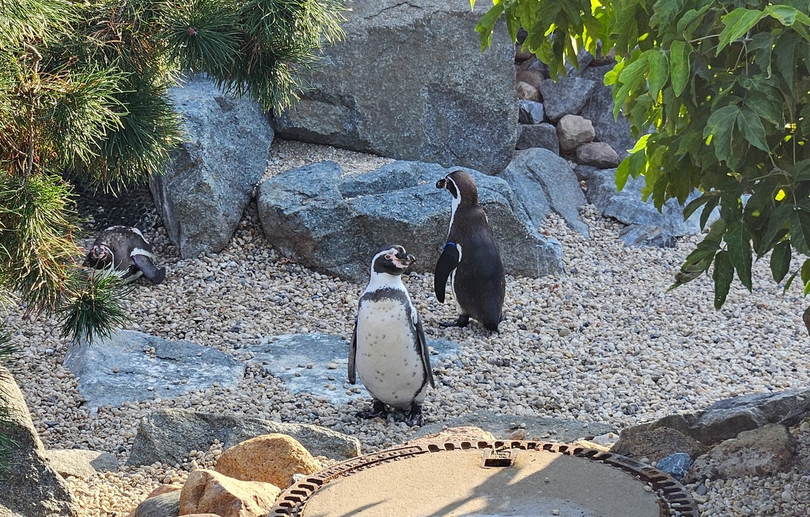 Drei Humboldt-Pinguine stehen auf dem Kies ihrer Anlage