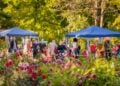 Besucher zwischen Pavillons und blühenden Dahlien im Ostdeutschen Rosengarten Forst