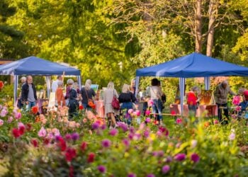 Besucher zwischen Pavillons und blühenden Dahlien im Ostdeutschen Rosengarten Forst