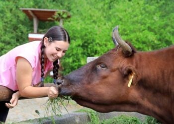Mädchen füttert eine braune Kuh mit frischem Gras an einer Grasfütterungsstation