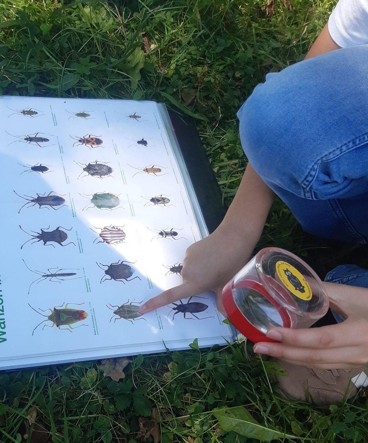 Insektenbestimmung auf der Rangertour