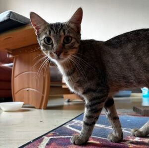 Lausitzer Tiere: Zarte Katzendame Tiara sucht liebevolles Zuhause