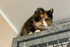 Lausitzer Tiere: Glückskatze Mindi sucht ein ruhiges und neues Zuhause
