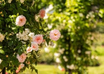 Blühende rosafarbene Rosen im Ostdeutschen Rosengarten in Forst
