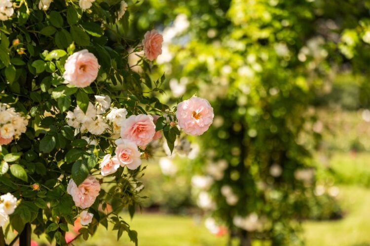 Blühende rosafarbene Rosen im Ostdeutschen Rosengarten in Forst