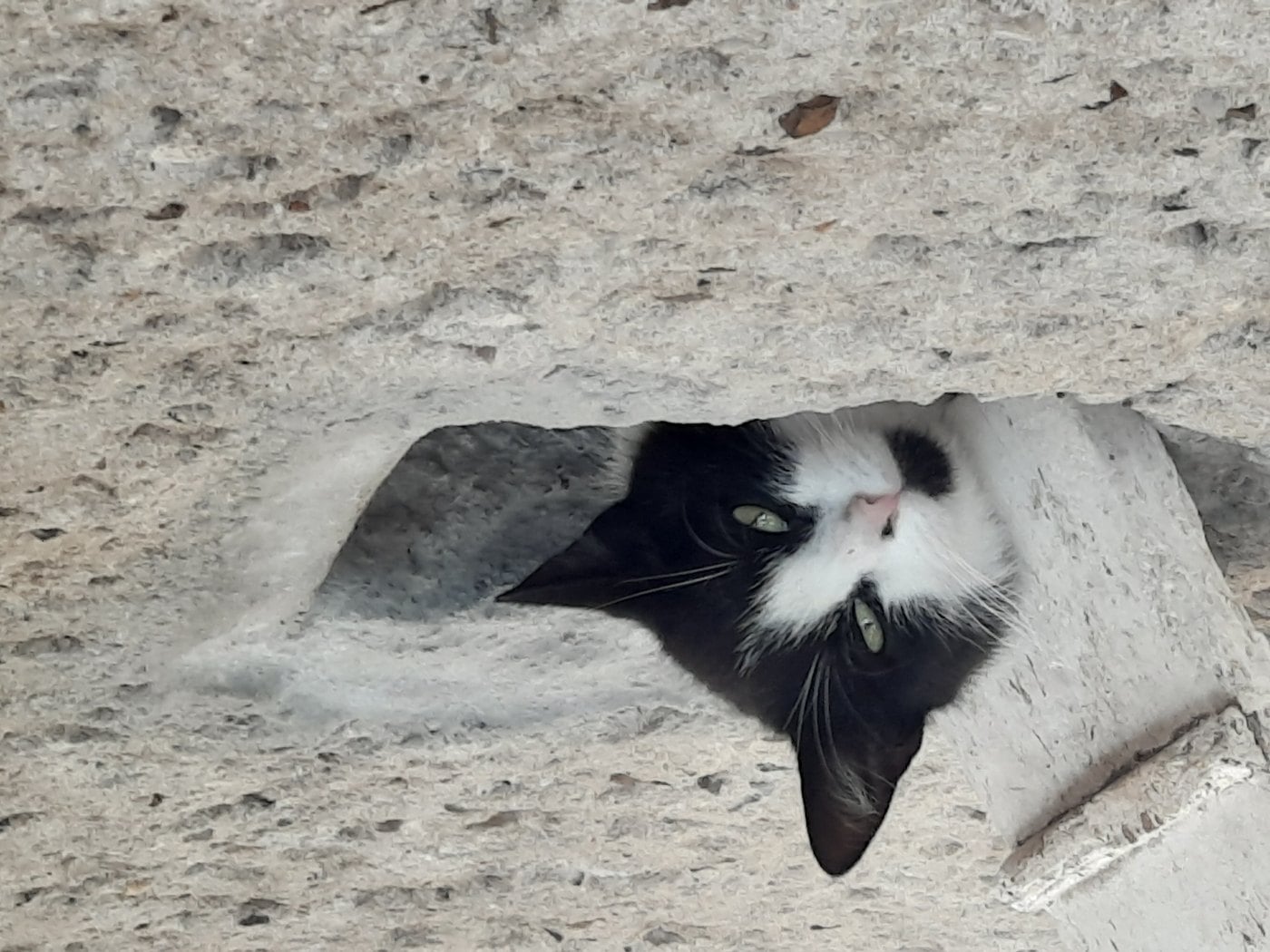 Katze zieht sich im Forster Tierheim in den Schatten zurück