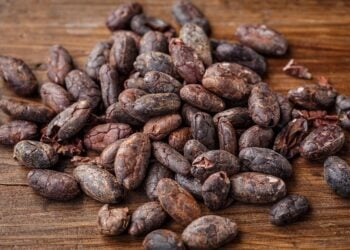 Viele braune Kakaobohnen liegen in Nahaufnahme auf einem rustikalen Holztisch