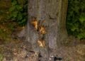 Durch den Aufprall beschädigter Baum in Kolkwitz