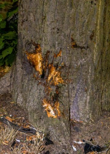 Durch den Aufprall beschädigter Baum in Kolkwitz