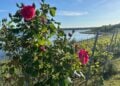 Rebzeilen und Rosenstock über dem Großräschener See im Lausitzer Seenland
