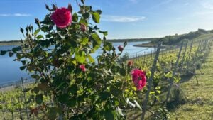 ARD Doku zeigt das Lausitzer Seenland und seinen Weinbau