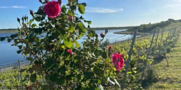Rebzeilen und Rosenstock über dem Großräschener See im Lausitzer Seenland