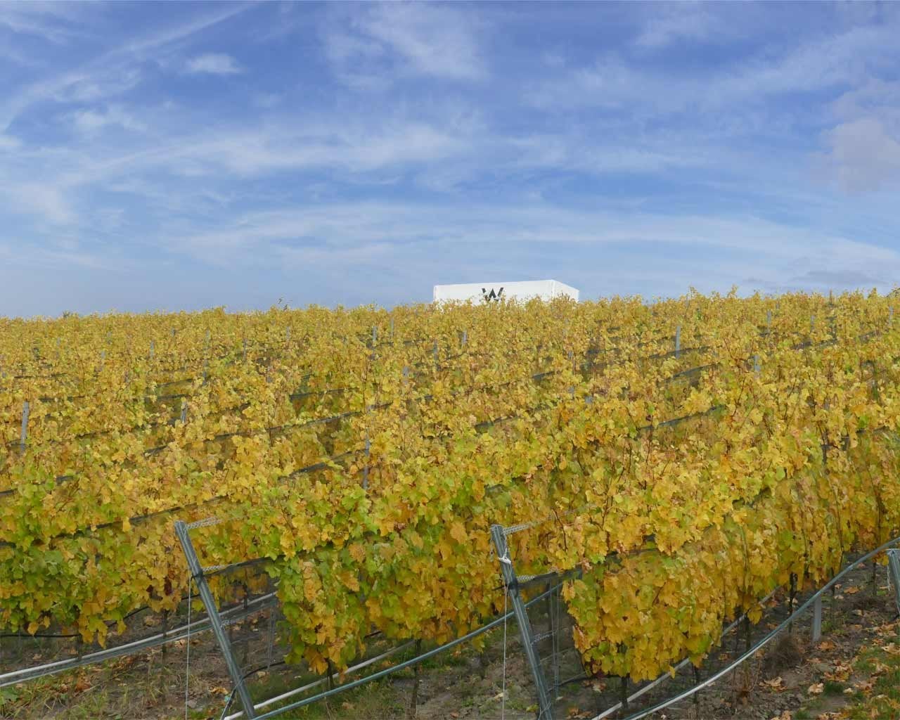 Rebzeilen des Weinbergs Wolkenberg auf einer ehemaligen Tagebaufläche bei Welzow