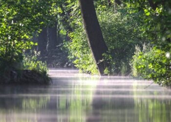 Wasserlauf zwischen Bäumen im Spreewald