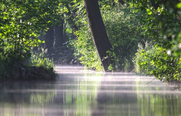 Wasserlauf zwischen Bäumen im Spreewald